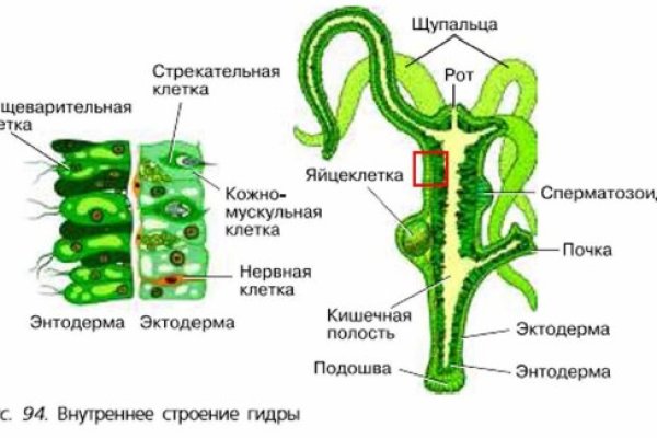 Официальный сайт kraken kraken clear com