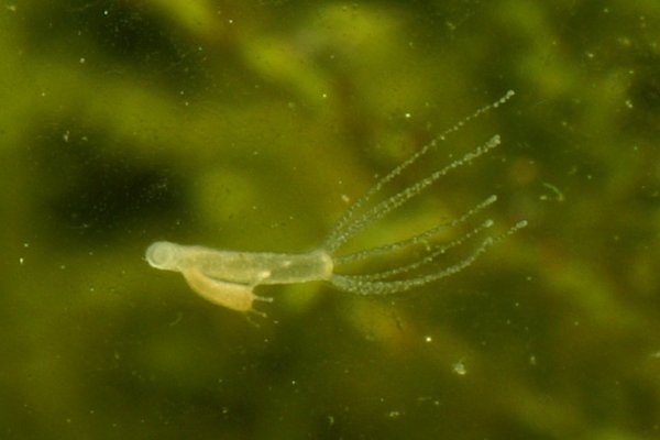 Kraken 13at зеркало